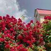 ro_se2009rose
