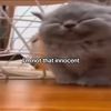 snailxyou