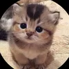 tok_oroxxs