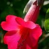 celina.tito.flore