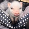 Charlotte 🐷