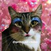 gatitos.para.todos