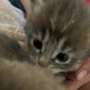 zeidy_buttercup4912