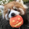 petbaby6789