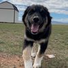 skylerandtexasthepup