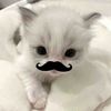 fatma_baha