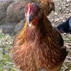 chicken5482