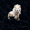 arslan.dogar848