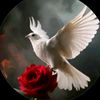 ✵ هتـــان المزن ✵