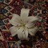 .elaf_525