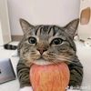 myrat_9709