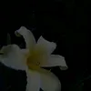 74_khu