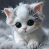 clipss.fr1