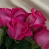 rosec772