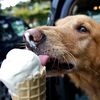 dooggoolover1