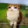 meowl_s25hype_67