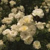 julia04223