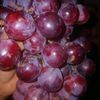 yamiletcante580