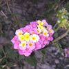 hanan76638