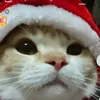 danoninhosdaisatrvp0