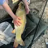 ronniehealey1234