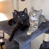 pawprintsandwhiskerss