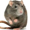 ratita179