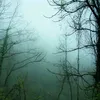 insane_dri