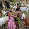 yan.naing7147