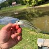basscrappiecatfishing
