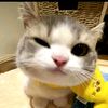 _little_eonnie_