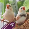 zebrafinch.here