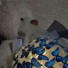 haneen47664