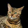 catty37174