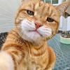Meowdy Partner 😜