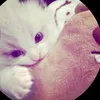 chaikocuwte