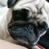 donazzk0