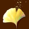 ginkgo.luoluo