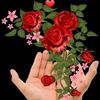 ghulam.murtaza3506