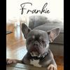 frenchie.mama8