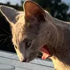 russianblue_joschi