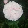 melisa_era96