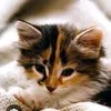 😺