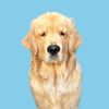 reefthegolden_