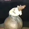 rataosacudo0