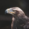 Animal world