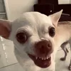 hunhaa2