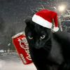 black.cat575