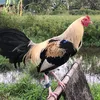 sabong_talpakan