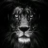 the.lion.rap